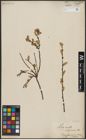 Foto von Salix aurita L.